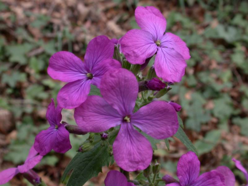 Lunaria annua
